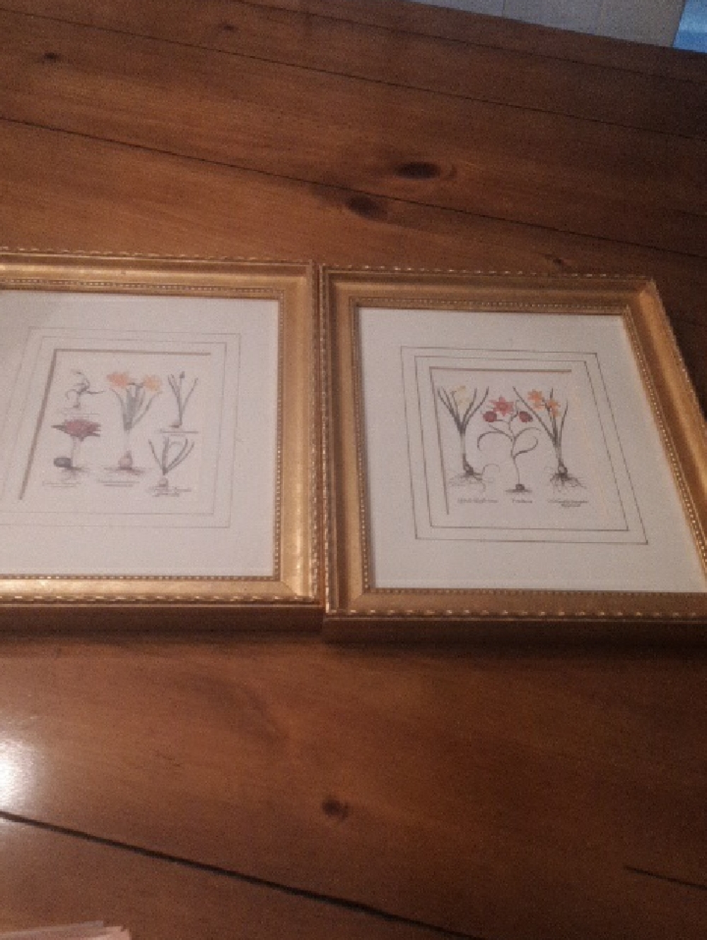 Set of 2 Botanical Prints in Gold Frames